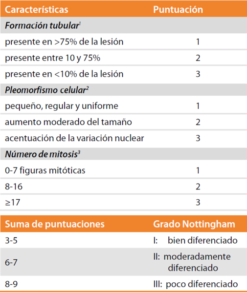 Fitxer:Construcción del Grado Nottingham.png